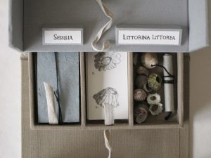 The Natural History Museum #1, an artist's book by Cathy Durso