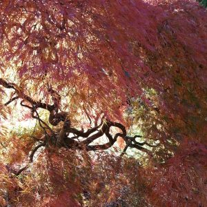 Mount Auburn Cemetery