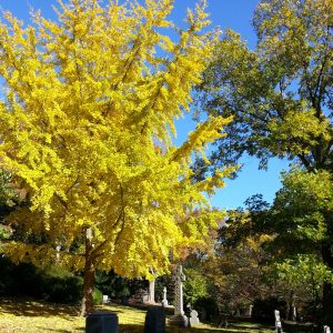 Mount Auburn Cemetery