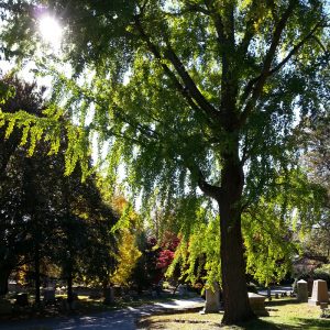 Mount Auburn Cemetery