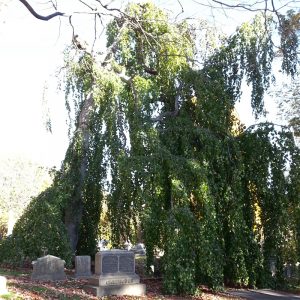 Mount Auburn Cemetery