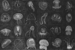 Jellyfish drawing by Cathy Durso