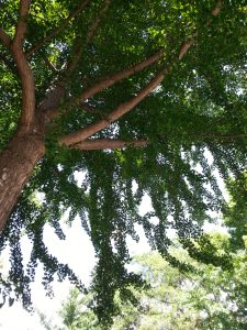 Influence of the Outdoors - ginkgo tree