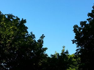Influence of the Outdoors - trees and sky