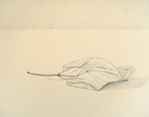 Catalpa Leaf drawing by Cathy Durso