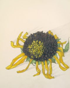Sunflower drawing by Cathy Durso