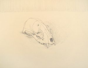 Burnt Skull drawing by Cathy Durso
