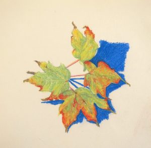 Maple Leaves drawing by Cathy Durso