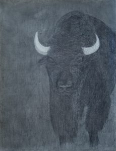 Bison - Cathy Durso