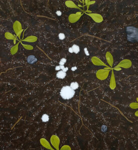 oil painting of white circular fungus on brown soil with small stones and some green plants