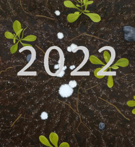 oil painting of white circular fungus on brown soil with small stones and some green plants